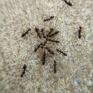 Ant-Control--in-Olivia-North-Carolina-Ant-Control-1932041-image