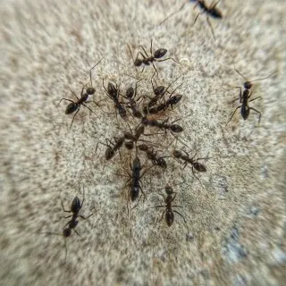 Ant-Control--in-Balsam-North-Carolina-Ant-Control-1932041-image