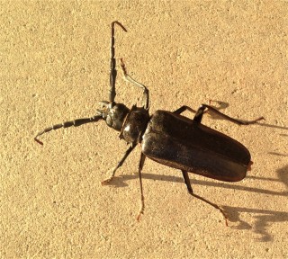 Beetle-Control--in-Arapahoe-North-Carolina-Beetle-Control-1932324-image