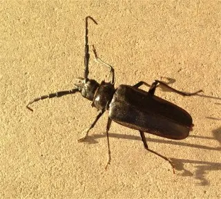 Beetle-Control--in-Madison-North-Carolina-Beetle-Control-1932324-image