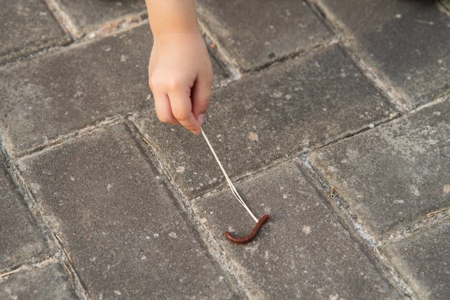 Centipede-Removal--in-Leicester-North-Carolina-Centipede-Removal-1932607-image