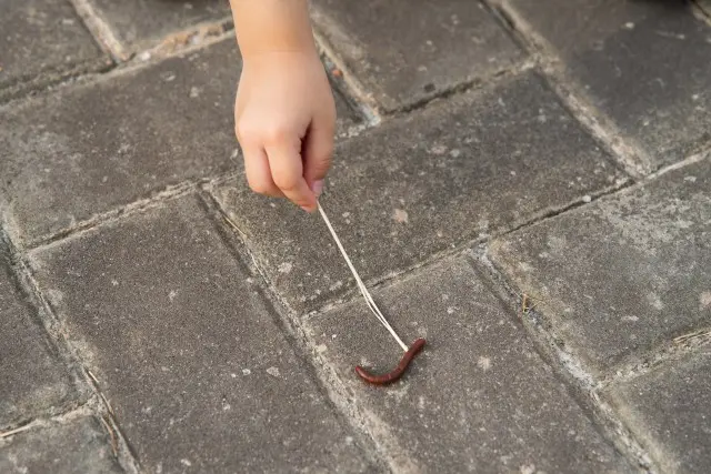 Centipede-Removal--in-Roxboro-North-Carolina-Centipede-Removal-1932607-image