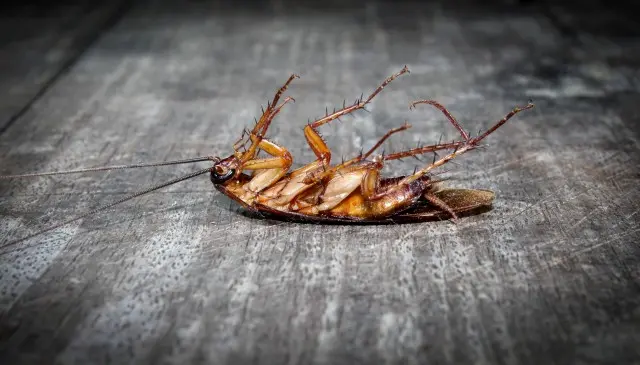 Cockroach-Removal--in-Harris-North-Carolina-Cockroach-Removal-1932890-image