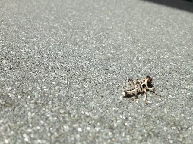 Cricket-Control--in-Battleboro-North-Carolina-Cricket-Control-1933173-image