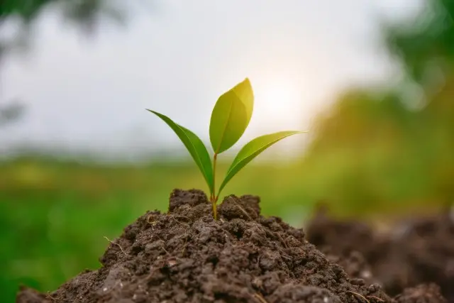 Environment-Friendly-Pest-Control-Formulas--in-Vaughan-North-Carolina-Environment-Friendly-Pest-Control-Formulas-1933739-image