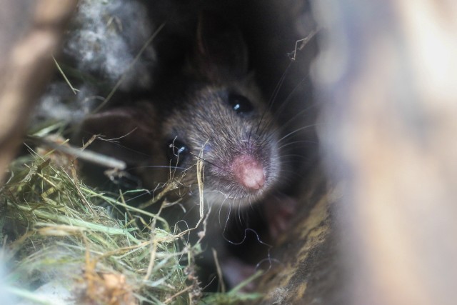 Mice-Extermination--in-Apex-North-Carolina-Mice-Extermination-1935154-image
