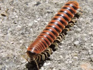 Millipede Removal | All Seasons Pest Control Nc
