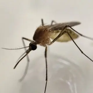 Mosquito-Control--in-Bellarthur-North-Carolina-Mosquito-Control-1935720-image