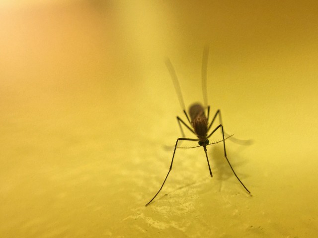 Mosquito-Removal--in-High-Point-North-Carolina-Mosquito-Removal-1936003-image