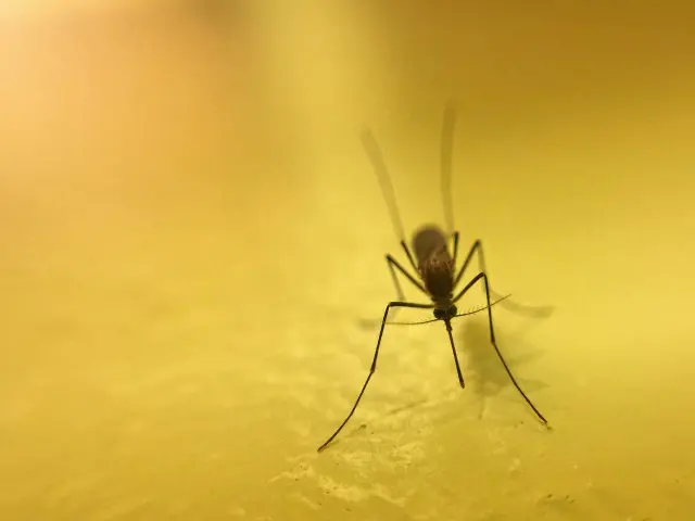 Mosquito-Removal--in-Como-North-Carolina-Mosquito-Removal-1936003-image