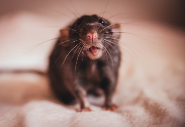 Rat-Control--in-Apex-North-Carolina-Rat-Control-1936852-image