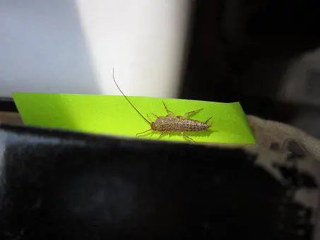 Silverfish -Removal--in-Alliance-North-Carolina-Silverfish-Removal-1937701-image