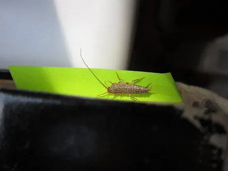 Silverfish-Removal--in-Rocky-Mount-North-Carolina-Silverfish-Removal-1937701-image