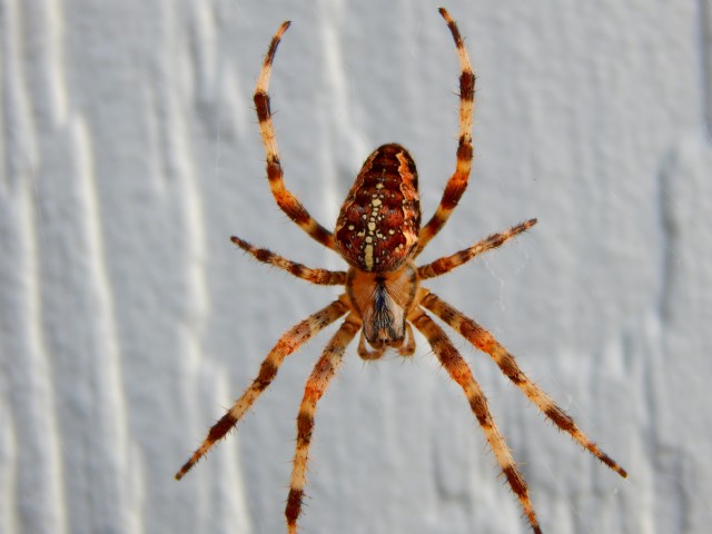 Spider-Removal--in-Olivia-North-Carolina-Spider-Removal-1937984-image