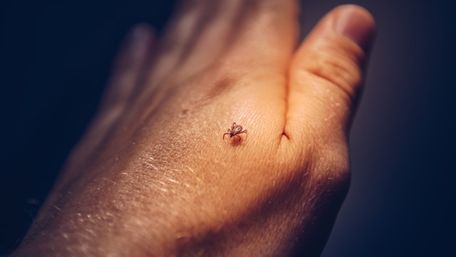 Tick-Control--in-Lenoir-North-Carolina-Tick-Control-1938550-image