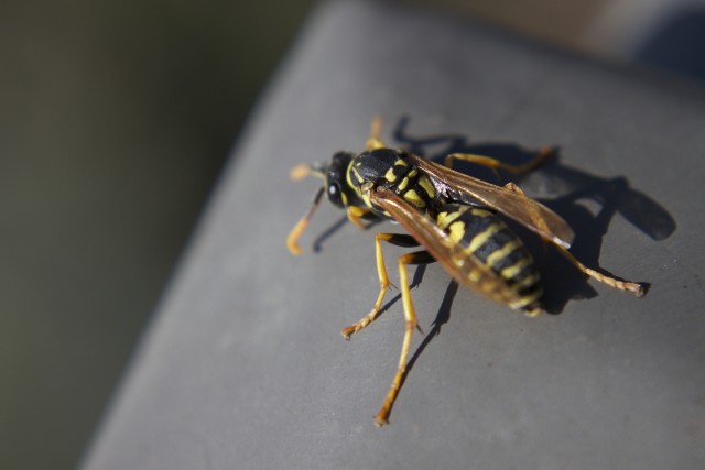 Wasp-Removal--in-Balsam-Grove-North-Carolina-Wasp-Removal-1938833-image