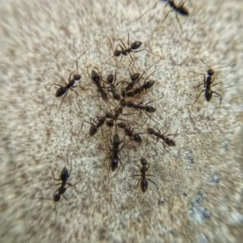 Ant-Control--in-Spring-Hope-North-Carolina-ant-control-spring-hope-north-carolina.jpg-image