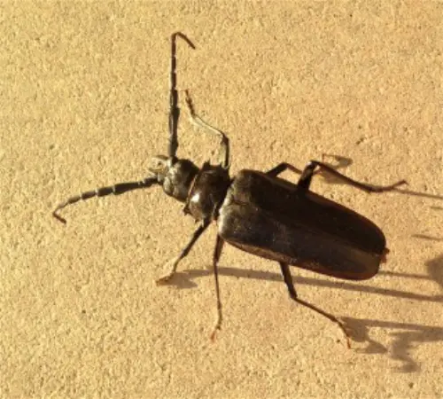 Beetle-Control--in-Creswell-North-Carolina-beetle-control-creswell-north-carolina.jpg-image