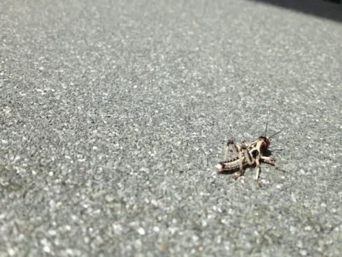 Cricket-Control--in-Corolla-North-Carolina-cricket-control-corolla-north-carolina.jpg-image