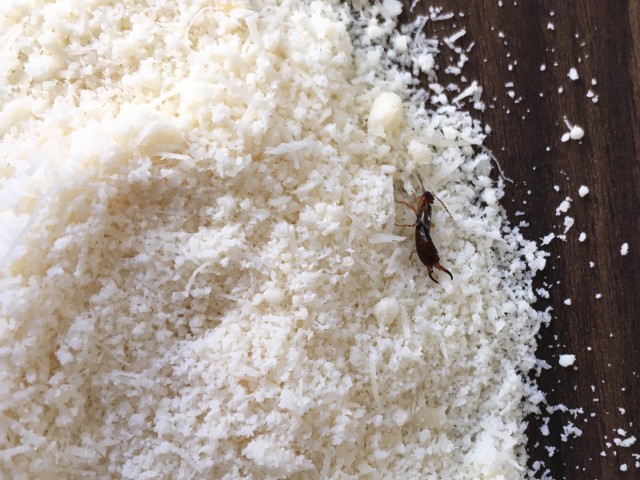 Earwig-Removal--in-Taylorsville-North-Carolina-earwig-removal-taylorsville-north-carolina.jpg-image
