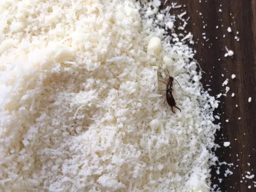 Earwig-Removal--in-Warrenton-North-Carolina-earwig-removal-warrenton-north-carolina.jpg-image